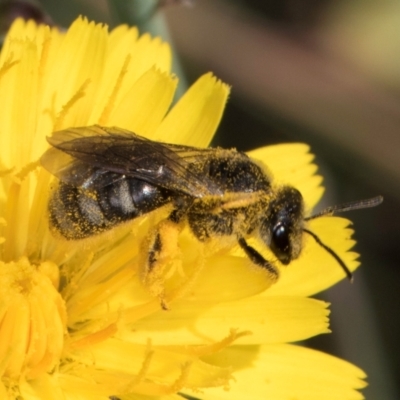 Lasioglossum (Chilalictus) sp. (genus & subgenus) (Halictid bee) at Croke Place Grassland (CPG) - 12 Dec 2023 by kasiaaus