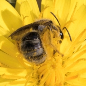 Lasioglossum (Chilalictus) sp. (genus & subgenus) at McKellar, ACT - 13 Dec 2023 09:41 AM