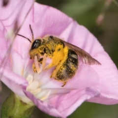 Lasioglossum (Chilalictus) sp. (genus & subgenus) (Halictid bee) at Croke Place Grassland (CPG) - 12 Dec 2023 by kasiaaus