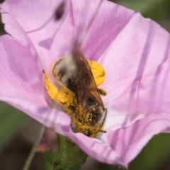 Lasioglossum (Chilalictus) sp. (genus & subgenus) at McKellar, ACT - 13 Dec 2023