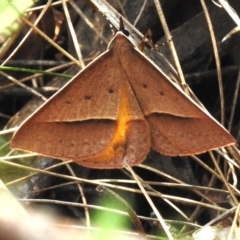 Epidesmia chilonaria (Golden-winged Epidesmia) at Paddys River, ACT - 13 Dec 2023 by JohnBundock