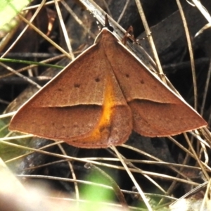 Epidesmia chilonaria at Tidbinbilla Nature Reserve - 13 Dec 2023