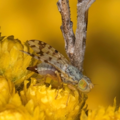 Austrotephritis pelia (Australian Fruit Fly) at Croke Place Grassland (CPG) - 12 Dec 2023 by kasiaaus