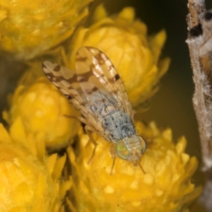 Austrotephritis pelia at McKellar, ACT - 13 Dec 2023