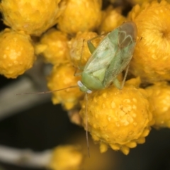 Miridae (family) (Unidentified plant bug) at Croke Place Grassland (CPG) - 12 Dec 2023 by kasiaaus