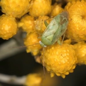 Miridae (family) at McKellar, ACT - 13 Dec 2023 09:43 AM