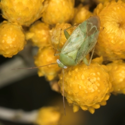 Miridae (family) (Unidentified plant bug) at McKellar, ACT - 12 Dec 2023 by kasiaaus