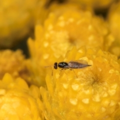 Chalcidoidea (superfamily) (A gall wasp or Chalcid wasp) at McKellar, ACT - 12 Dec 2023 by kasiaaus