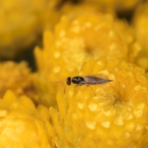 Chalcidoidea (superfamily) at McKellar, ACT - 13 Dec 2023