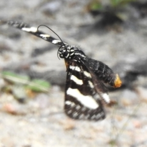 Phalaenoides tristifica at Tidbinbilla Nature Reserve - 13 Dec 2023