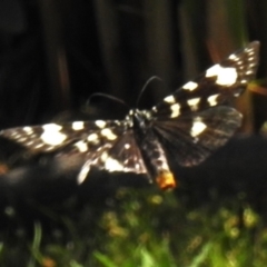 Phalaenoides tristifica at Tidbinbilla Nature Reserve - 13 Dec 2023