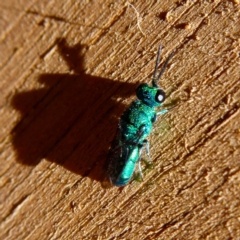 Primeuchroeus sp. (genus) (Cuckoo Wasp) at Wandiyali-Environa Conservation Area - 14 Dec 2023 by Wandiyali