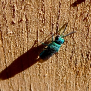 Primeuchroeus sp. (genus) at Wandiyali-Environa Conservation Area - suppressed