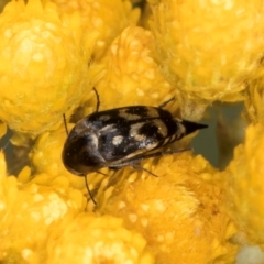 Mordella sydneyana (Pintail Beetle) at Croke Place Grassland (CPG) - 12 Dec 2023 by kasiaaus
