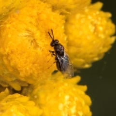 Chalcidoidea (superfamily) (A gall wasp or Chalcid wasp) at Croke Place Grassland (CPG) - 12 Dec 2023 by kasiaaus