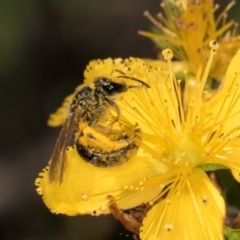 Lasioglossum (Chilalictus) sp. (genus & subgenus) (Halictid bee) at McKellar, ACT - 12 Dec 2023 by kasiaaus