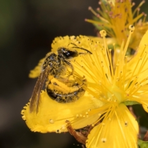 Lasioglossum (Chilalictus) sp. (genus & subgenus) at McKellar, ACT - 13 Dec 2023