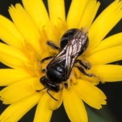 Lasioglossum (Chilalictus) sp. (genus & subgenus) (Halictid bee) at McKellar, ACT - 13 Dec 2023 by kasiaaus