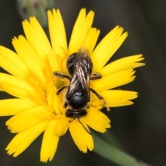 Lasioglossum (Chilalictus) sp. (genus & subgenus) at McKellar, ACT - 13 Dec 2023