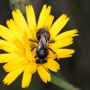 Lasioglossum (Chilalictus) sp. (genus & subgenus) at McKellar, ACT - 13 Dec 2023 09:48 AM