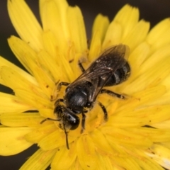 Lasioglossum (Chilalictus) sp. (genus & subgenus) at McKellar, ACT - 13 Dec 2023 09:48 AM