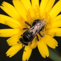 Lasioglossum (Chilalictus) sp. (genus & subgenus) at McKellar, ACT - 13 Dec 2023 09:48 AM