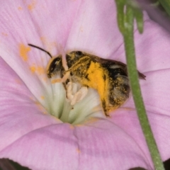 Lasioglossum (Chilalictus) sp. (genus & subgenus) (Halictid bee) at Croke Place Grassland (CPG) - 12 Dec 2023 by kasiaaus