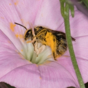 Lasioglossum (Chilalictus) sp. (genus & subgenus) at McKellar, ACT - 13 Dec 2023