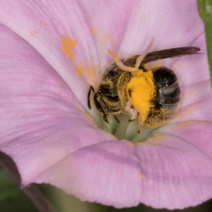 Lasioglossum (Chilalictus) sp. (genus & subgenus) at McKellar, ACT - 13 Dec 2023 09:51 AM