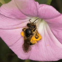 Lasioglossum (Chilalictus) sp. (genus & subgenus) at McKellar, ACT - 13 Dec 2023