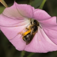 Lasioglossum (Chilalictus) sp. (genus & subgenus) at McKellar, ACT - 13 Dec 2023