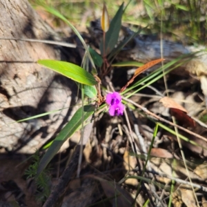 Hardenbergia violacea at QPRC LGA - 14 Dec 2023