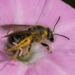 Lasioglossum (Chilalictus) sp. (genus & subgenus) (Halictid bee) at Croke Place Grassland (CPG) - 12 Dec 2023 by kasiaaus