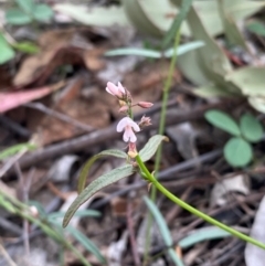 Grona varians (Slender Tick-Trefoil) at Farrer Ridge - 13 Dec 2023 by Shazw