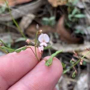 Grona varians at Farrer Ridge - 14 Dec 2023