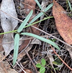 Grona varians at Farrer Ridge - suppressed