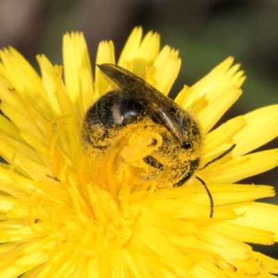 Lasioglossum (Chilalictus) sp. (genus & subgenus) (Halictid bee) at Croke Place Grassland (CPG) - 12 Dec 2023 by kasiaaus