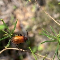 Ecnolagria grandis (Honeybrown beetle) at Farrer Ridge - 13 Dec 2023 by Shazw
