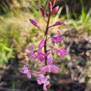 Dipodium roseum at QPRC LGA - 14 Dec 2023