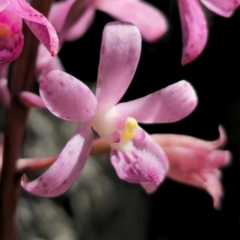 Dipodium roseum at QPRC LGA - 14 Dec 2023