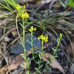 Pimelea curviflora var. sericea (Curved Riceflower) at QPRC LGA - 14 Dec 2023 by Csteele4