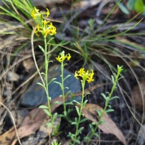 Pimelea curviflora var. sericea at QPRC LGA - 14 Dec 2023 04:45 PM