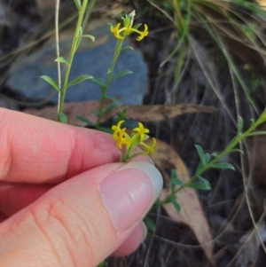 Pimelea curviflora var. sericea at QPRC LGA - 14 Dec 2023 04:45 PM