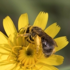 Lasioglossum (Chilalictus) sp. (genus & subgenus) (Halictid bee) at Croke Place Grassland (CPG) - 12 Dec 2023 by kasiaaus