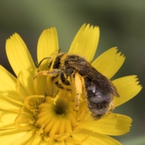 Lasioglossum (Chilalictus) sp. (genus & subgenus) at Croke Place Grassland (CPG) - 13 Dec 2023