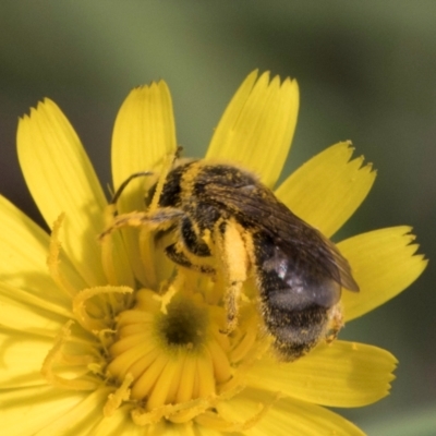 Lasioglossum (Chilalictus) sp. (genus & subgenus) (Halictid bee) at Croke Place Grassland (CPG) - 12 Dec 2023 by kasiaaus