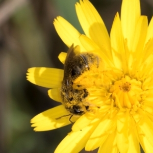 Lasioglossum (Chilalictus) sp. (genus & subgenus) at Croke Place Grassland (CPG) - 13 Dec 2023