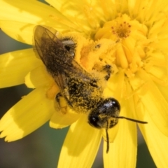 Lasioglossum (Chilalictus) sp. (genus & subgenus) at Croke Place Grassland (CPG) - 13 Dec 2023