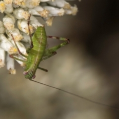 Caedicia simplex at Croke Place Grassland (CPG) - 13 Dec 2023