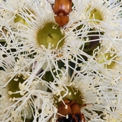 Phyllotocus macleayi (Nectar scarab) at Acton, ACT - 13 Dec 2023 by Steve818